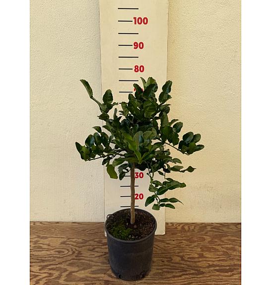 Citrus hystrix Ø20 Na steblu 30 cm