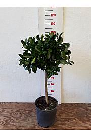Citrus microcarpa Calamondin Ø24 Na steblu 50 cm
