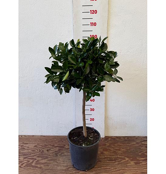 Citrus microcarpa Calamondin Ø24 Na steblu 50 cm