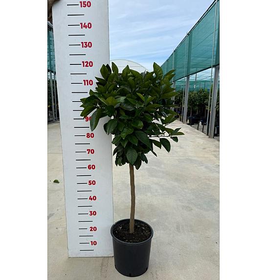Citrus sinensis Orange Ø24 Na steblu 50 cm