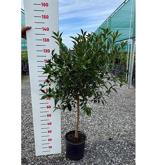 Citrus reticulata Mandarina Ø24 Na steblu 50 cm