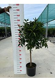 Citrus aurantium Clementina Ø24 Na steblu 50 cm