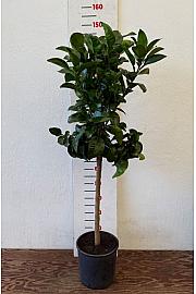 Citrus sinensis Pompelmo Ø24 Na steblu 50 cm