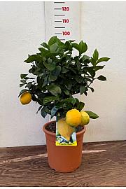 Citrus sinensis Limon Ø28 Na steblu 30 cm