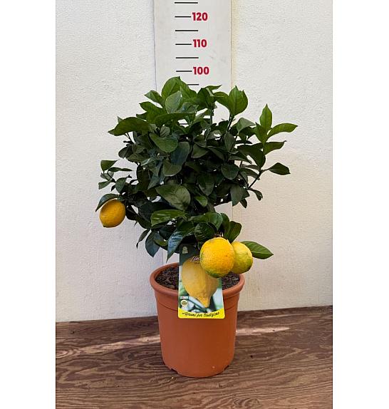 Citrus sinensis Limon Ø28 Na steblu 30 cm
