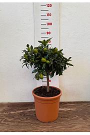 Citrus sinensis Kumquat Ø28 Na steblu 30 cm