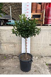 Citrus sinensis Kumquat Ø35 Na steblu 60 cm