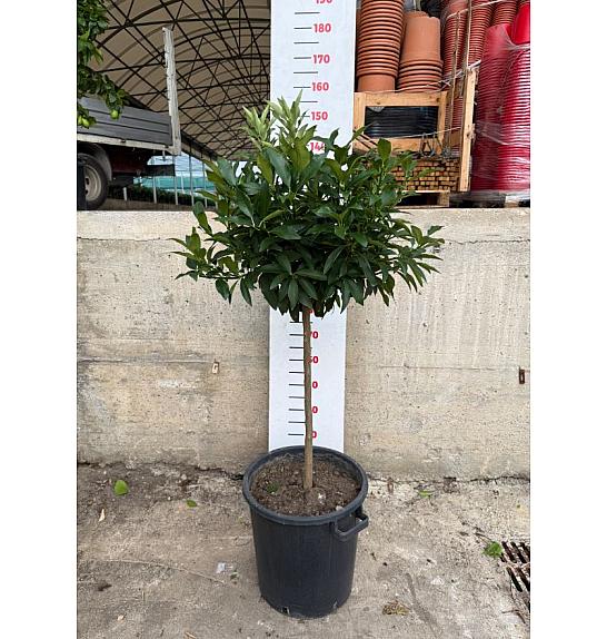 Citrus sinensis Kumquat Ø35 Na steblu 60 cm