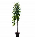 Morus alba Pendula C10 Lit. Na steblu 120 cm, 1 leto