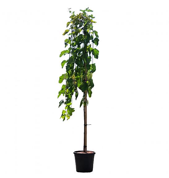 Morus alba Pendula C10 Lit. Na steblu 120 cm, 1 leto