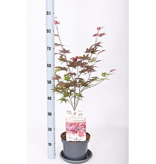 Acer palmatum Atropurpureum C3 Lit. 30-40 cm