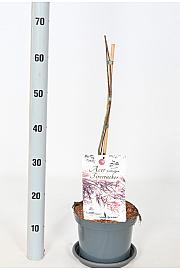 Acer palmatum Fire cracker C3 Lit. 30-40 cm