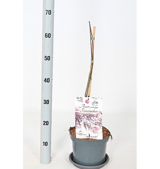 Acer palmatum Fire cracker C3 Lit. 30-40 cm