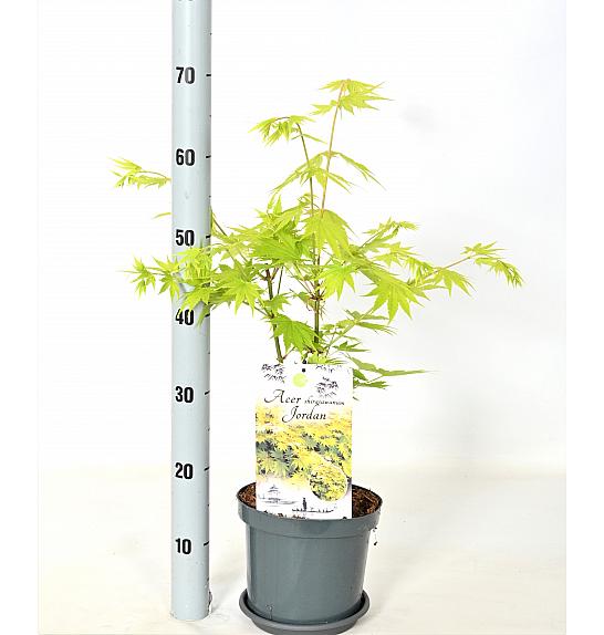 Acer shirasawanum Jordan C3 Lit. 30-40 cm