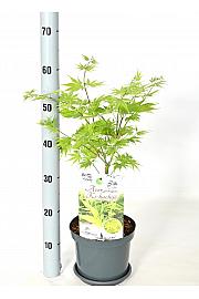 Acer palmatum Ki Hachijo C3 Lit. 30-40 cm