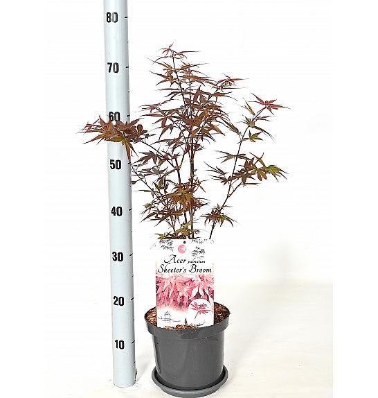 Acer palmatum Skeeters Broom C3 Lit. 30-40 cm