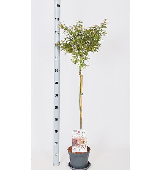Acer palmatum Jerre Schwartz C3 Lit. Na steblu 60 cm