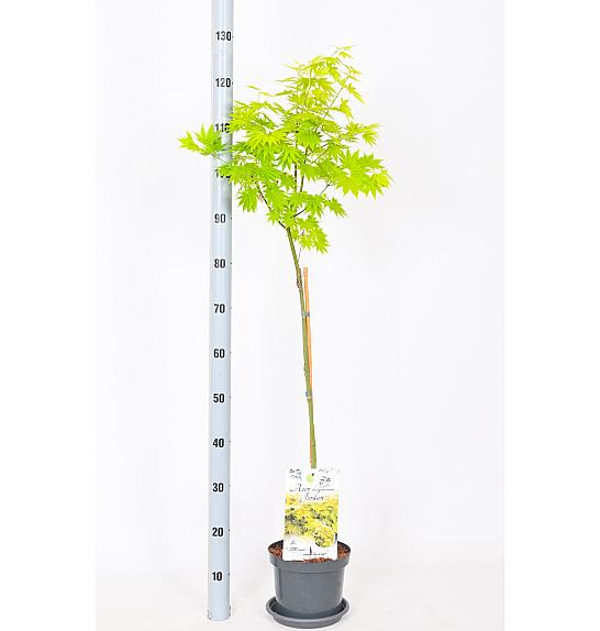 Acer shirasawanum Jordan C3 Lit. Na steblu 60 cm