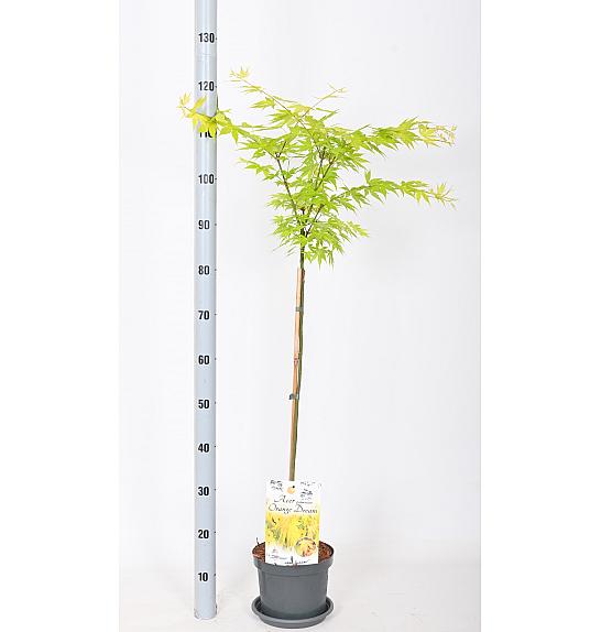Acer palmatum Orange Dream C3 Lit. Na steblu 60 cm
