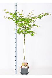 Acer palmatum Oridono Nishiki C3 Lit. Na steblu 60 cm