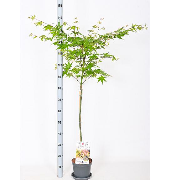 Acer palmatum Oridono Nishiki C3 Lit. Na steblu 60 cm