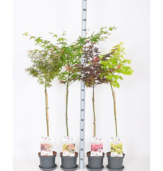 Acer palmatum MIX C3 Lit. Na steblu 60 cm