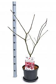 Acer palmatum Atropurpureum C5 Lit. 40-50 cm
