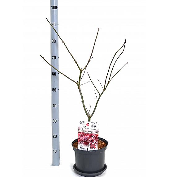 Acer palmatum Atropurpureum C5 Lit. 40-50 cm