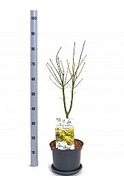 Acer shirasawanum Jordan C5 Lit. 40-50 cm