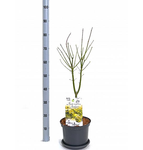 Acer shirasawanum Jordan C5 Lit. 40-50 cm