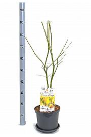 Acer palmatum Orange Dream C5 Lit. 40-50 cm