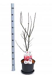 Acer palmatum Skeeters Broom C5 Lit. 40-50 cm