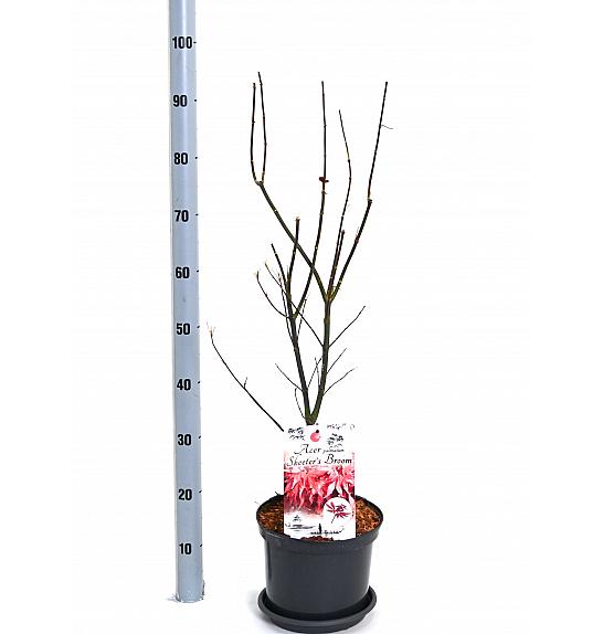 Acer palmatum Skeeters Broom C5 Lit. 40-50 cm