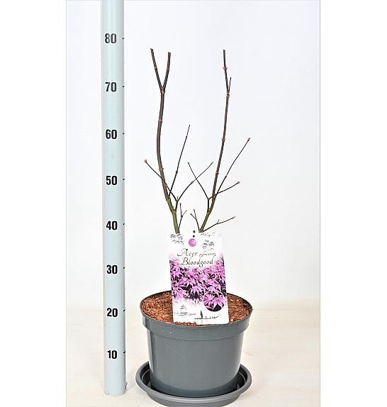 Acer palmatum Bloodgood C7,5 Lit. 50-60 cm