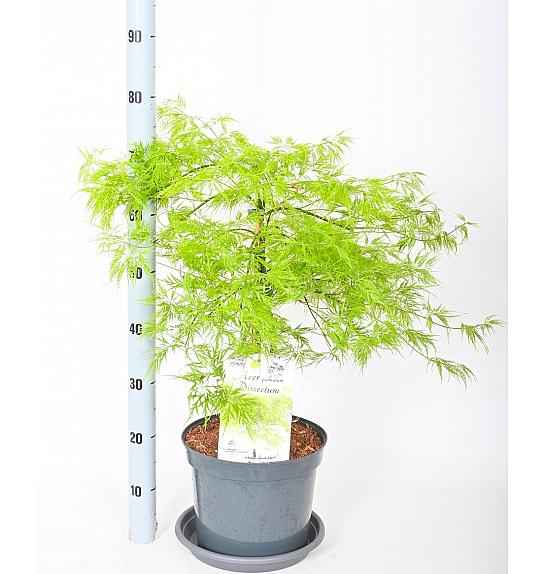 Acer palmatum Dissectum C7,5 Lit. 50-60 cm