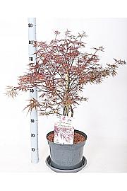 Acer palmatum Fire cracker C7,5 Lit. 50-60 cm