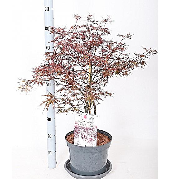 Acer palmatum Fire cracker C7,5 Lit. 50-60 cm
