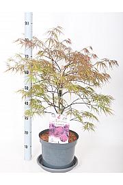 Acer palmatum Garnet C7,5 Lit. 50-60 cm