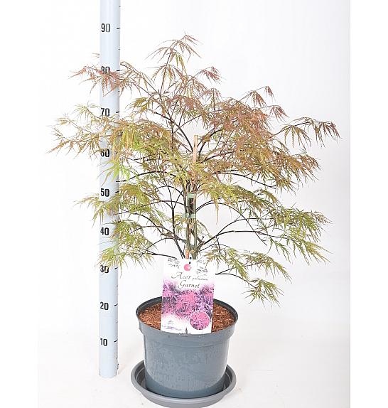 Acer palmatum Garnet C7,5 Lit. 50-60 cm