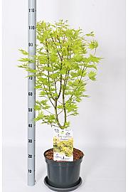 Acer shirasawanum Jordan C7,5 Lit. 50-60 cm