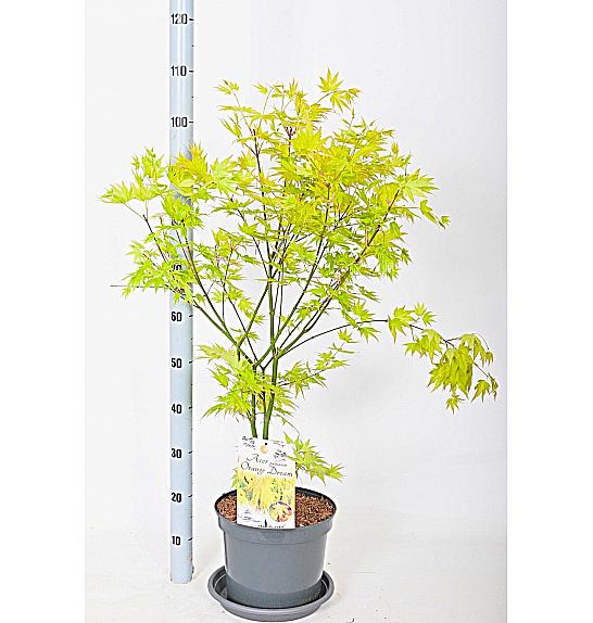 Acer palmatum Orange Dream C7,5 Lit. 50-60 cm