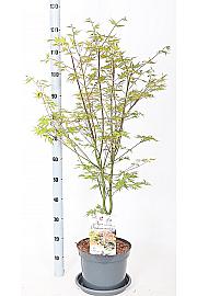 Acer palmatum Oridono Nishiki C7,5 Lit. 50-60 cm