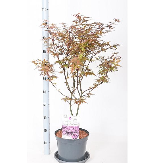 Acer palmatum Twombly red sentinel C7,5 Lit. 50-60 cm