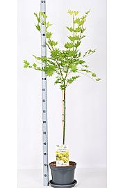 Acer shirasawanum Jordan C7,5 Lit. Na steblu 80 cm
