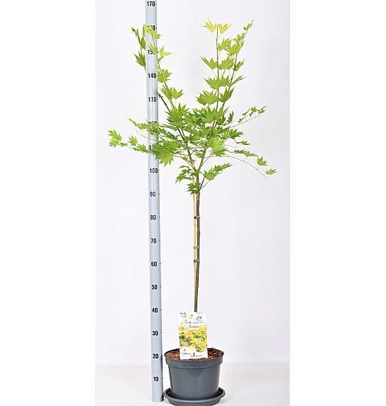 Acer shirasawanum Jordan C7,5 Lit. Na steblu 80 cm