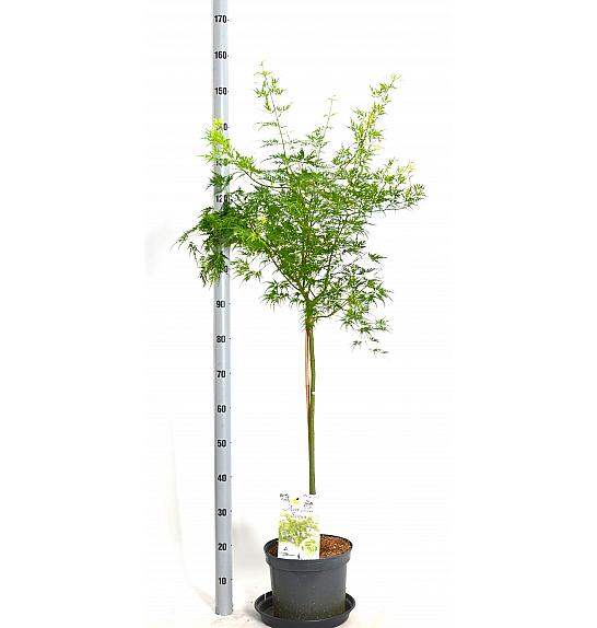Acer palmatum Seiryu C7,5 Lit. Na steblu 80 cm