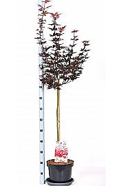 Acer palmatum Skeeters Broom C7,5 Lit. Na steblu 80 cm