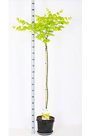 Acer shirasawanum Jordan C12 Lit. Na steblu 120 cm