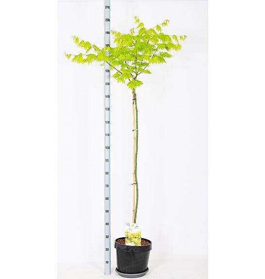 Acer shirasawanum Jordan C12 Lit. Na steblu 120 cm