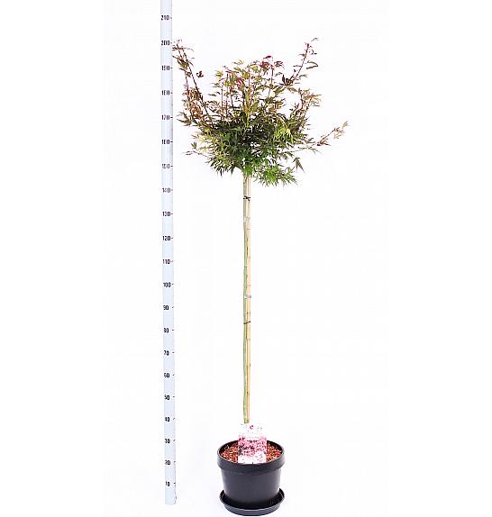 Acer palmatum Shaina C12 Lit. Na steblu 120 cm